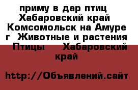 приму в дар птиц - Хабаровский край, Комсомольск-на-Амуре г. Животные и растения » Птицы   . Хабаровский край